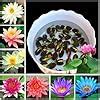 Japanese Rainbow Lotus Flower Seeds