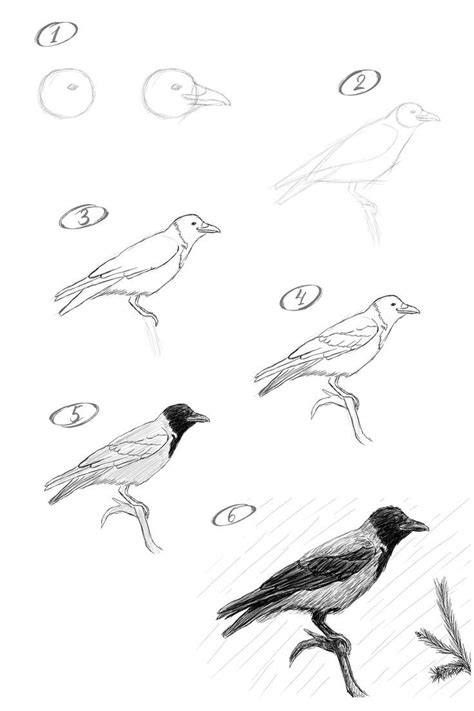 Image result for Crow Drawing Tutorial