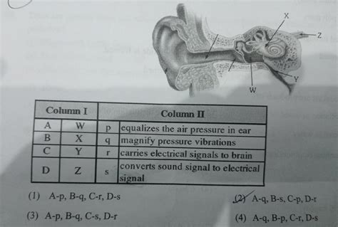 Match the functions of parts of ear correctly. - Brainly.in