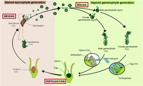 Briefly describe the life cycle of Màrchantia (a bryophyte) . Plzzz don ...