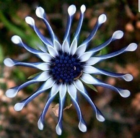 VibeX Rare Blue Daisy Osteospermum Whirligig Fresh Viable Seeds Seed ...
