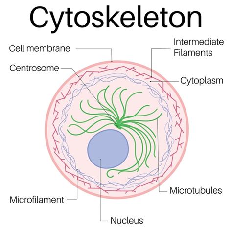 Cytoskeleton Cell Division: Over 6 Royalty-Free Licensable Stock Vectors & Vector Art | Shutterstock