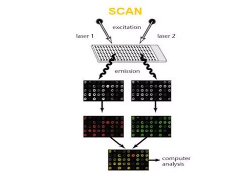 Microarray Method 的图像结果