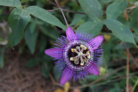 Blue Passion Flower Vine