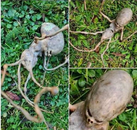 Alien in Backyard Pick-A-Boo 的图像结果