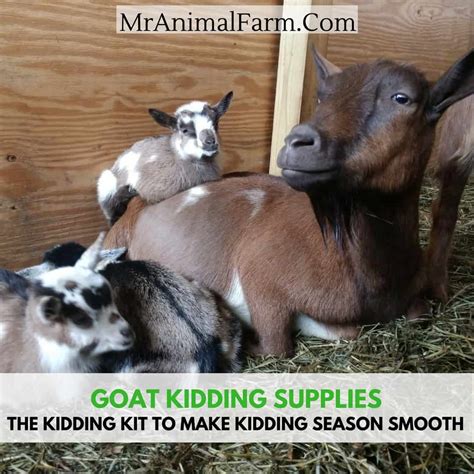Goat Kidding Supplies - Your Fool Proof Kidding Kit!