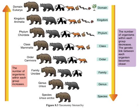 Image result for Linnaean Hierarchy Explained