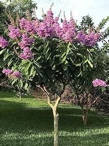Furush Crape Myrtle Lagerstroemia Flower Plant : Amazon.in: Garden ...