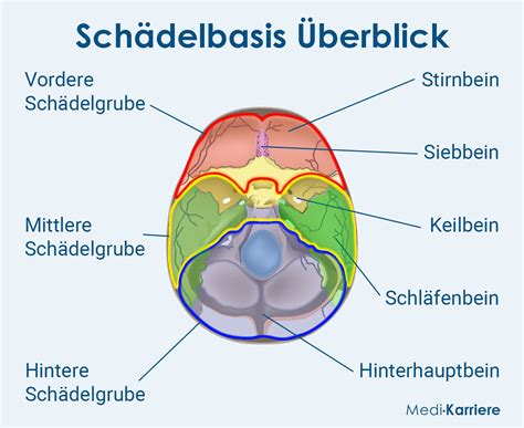 Schädelbasis: Anatomie und Beschwerden | Medi-Karriere