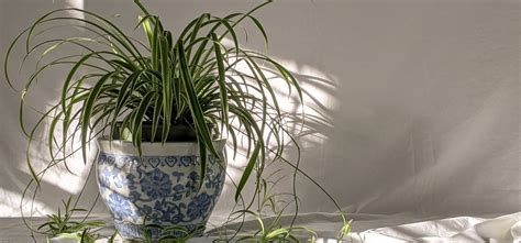 Plants That Grow From Leaves