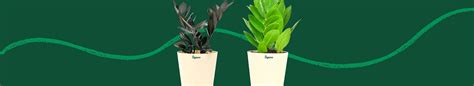 Buy Zz Plant Online In India | Safe Home Delivery – Ugaoo