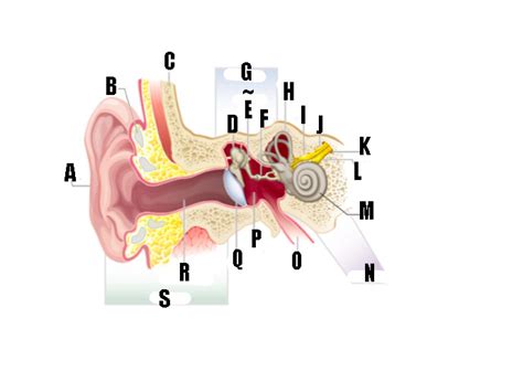 Peripheral Auditory System 的图像结果