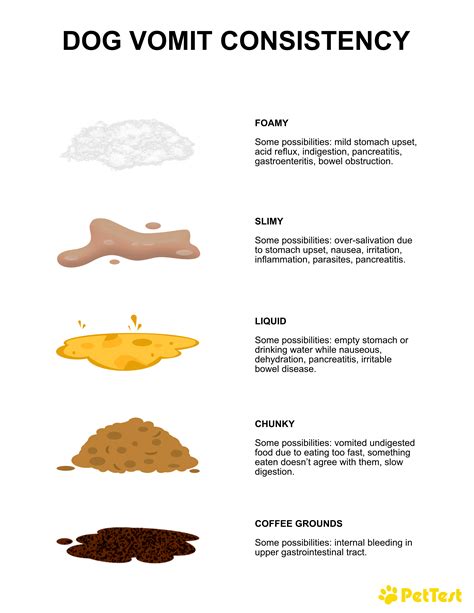 A Color and Consistency Guide to Dog Vomit - PetTest by Advocate