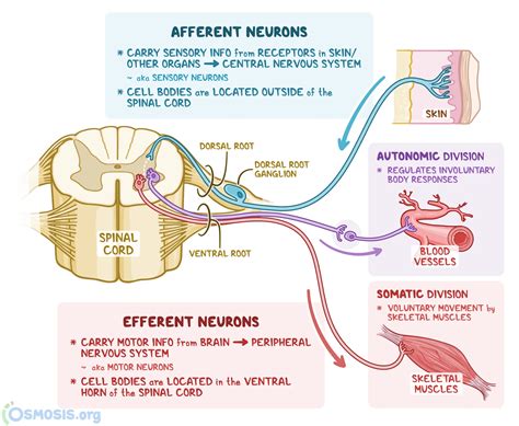 Afferent vs Efferent Neurons: What Are They, Structure, and More ...