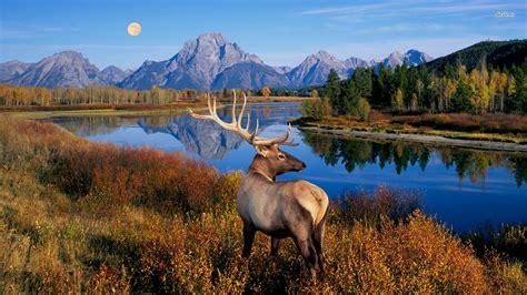 🔥 [123+] Free Elk Wallpapers Downloads | WallpaperSafari