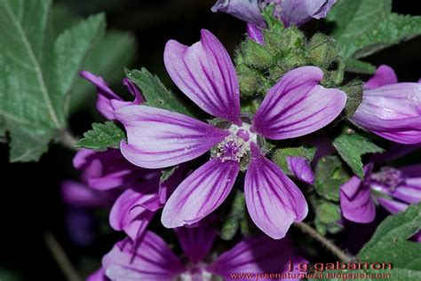 Naturaleza Viva: Malva sylvestris L. Fam: Malvaceae