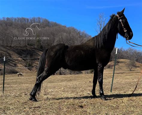 BEGINNER BLACK TENNESSEE WALKING HORSE GELDING