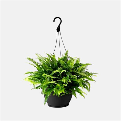 Buy Boston Fern Plant in Hanging Basket online at best price