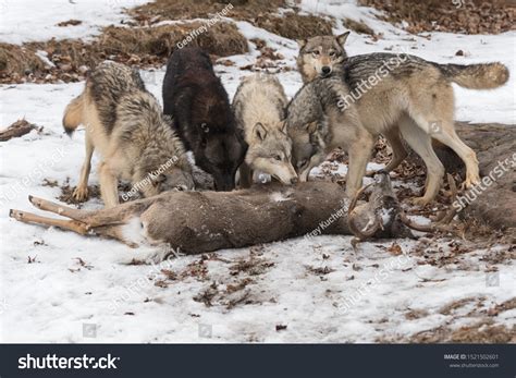 339 imágenes de Wolf pack eating - Imágenes, fotos y vectores de stock ...
