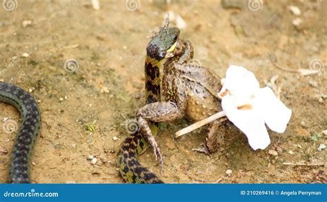 Image result for Snake Eating a Toad