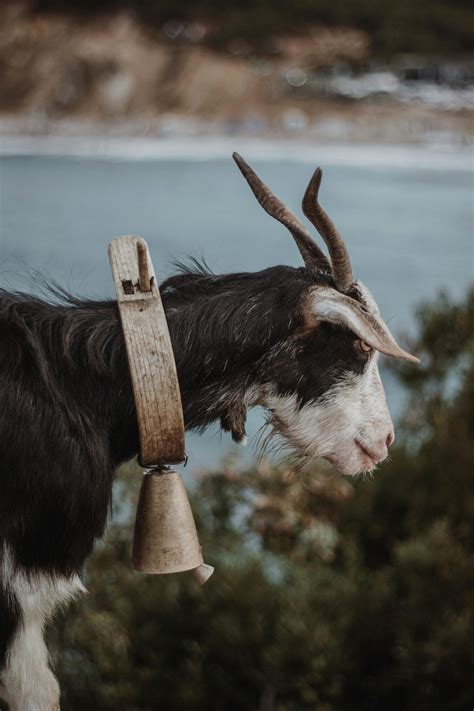 Brown Goat With Horn · Free Stock Photo