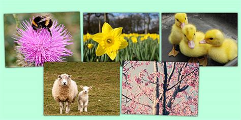 Beautiful Spring Pictures - Primary Resources