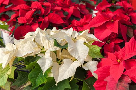 Poinsettia plant care tips | Growing Tips | Jolly Lane Greenhouse