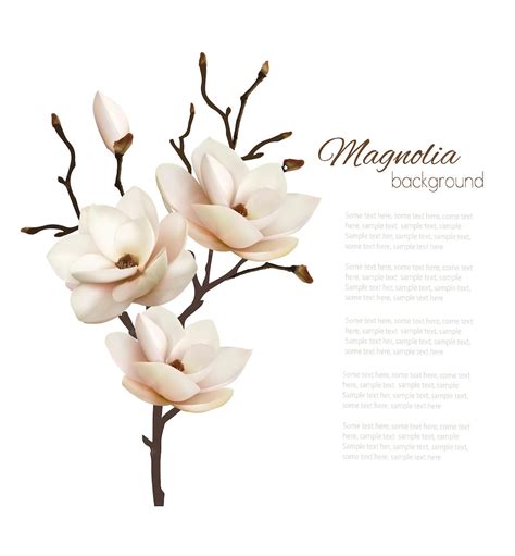 Premium Vector | Magnolia background with a white flower on the bottom.