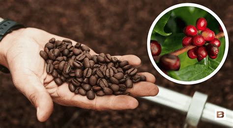 Monsoon Coffee: Rare, Rich, and Remarkable • Bean Ground