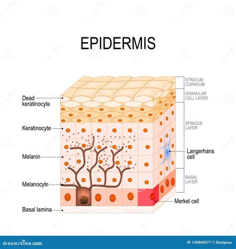 Cell Epidermis Layers Epidermis Structure Human Stock Layers Of Skin