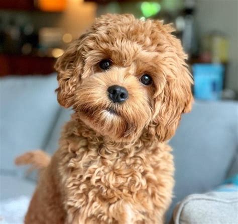 Image result for Cavapoo Adult