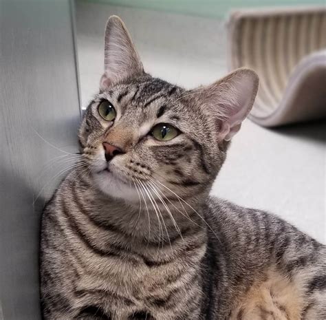 Humane Society of Cobb County – Humane Society of Cobb County