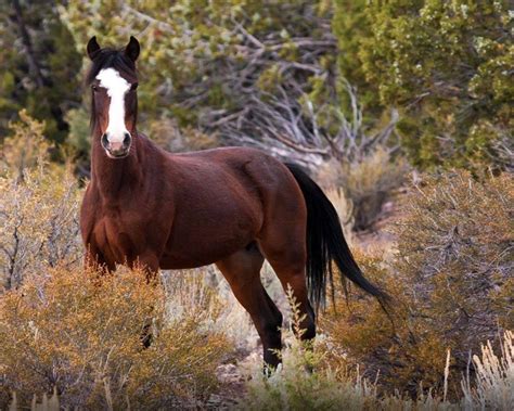 Wild Horses Wallpapers - Top Free Wild Horses Backgrounds - WallpaperAccess