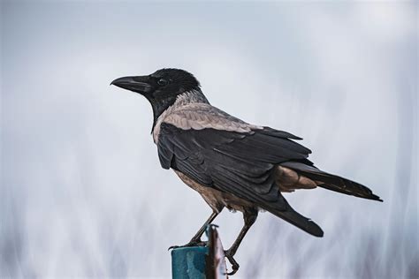 Crow Behavior Photos, Download The BEST Free Crow Behavior Stock Photos & HD Images