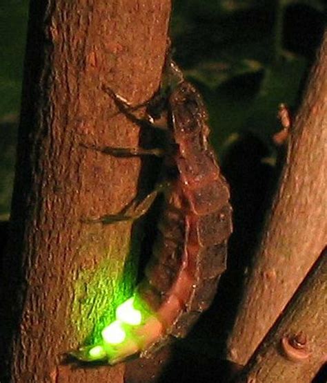 Las luciérnagas, en peligro por las luces LED -El Tiempo Hoy