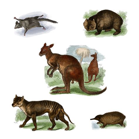 Tasmanian wolf: The extinct marsupial that lived as a scapegoat - CGTN