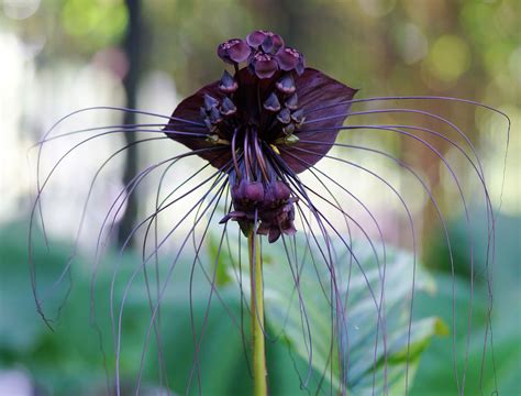 6 Plants That Are Going Extinct and Why