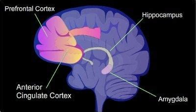 Image result for Prefrontal Cortex Addicted Brain