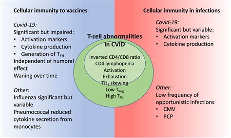 Frontiers | Cellular immunity in COVID-19 and other infections in ...