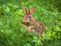 Image result for How to Make a Wild Cottontail Nest