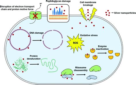 Green synthesis of silver nanoparticles: biomolecule-nanoparticle organizations targeting ...