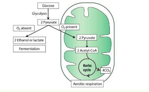 Give schematic representation of different pathways of breakdown of ...