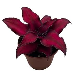 BubbleBlooms Cryptanthus Bivittatus in a 2 inch Pot Earth Star ...