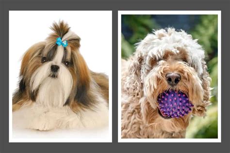 Image result for Cockapoo Shih Tzu