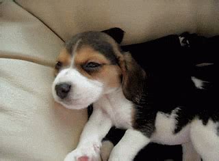 Six Cutest Dogs in love with their couches! Funny Dog GIFs – Petsworld
