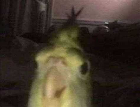 Fart Meme Sound Origin 的图像结果