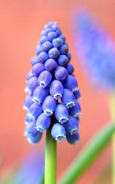 Radha Krishna Agriculture® Mix Hybrid Exotic Flower Bulbs Muscari Bulbs ...
