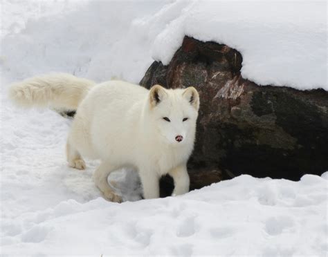 Brown Arctic Fox