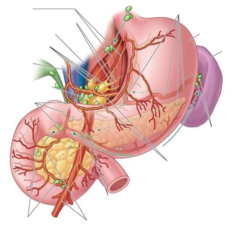 Image result for Small Intestine Lymph Nodes