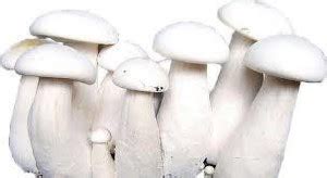 OMAZE MUSHROOM SPAWN SEEDS Seed Price in India - Buy OMAZE MUSHROOM ...